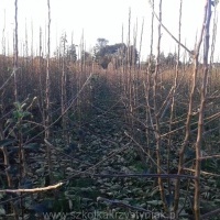 სანერგე ხეხილის ხეების ნერგები ვაშლის მსხალი ქლიავის ალუბალი პოლონეთი