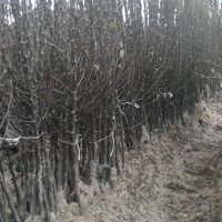 სანერგე ხეხილის ხეების ნერგები ვაშლის მსხალი ქლიავის ალუბალი პოლონეთი